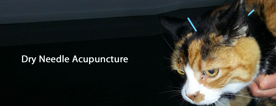 acupuncture, dry needle