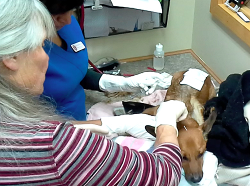 Phoenix Rising Veterinary Care, Prolotherapy