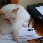 Phoenix Riising Veterinary Care,, Pet Insurance