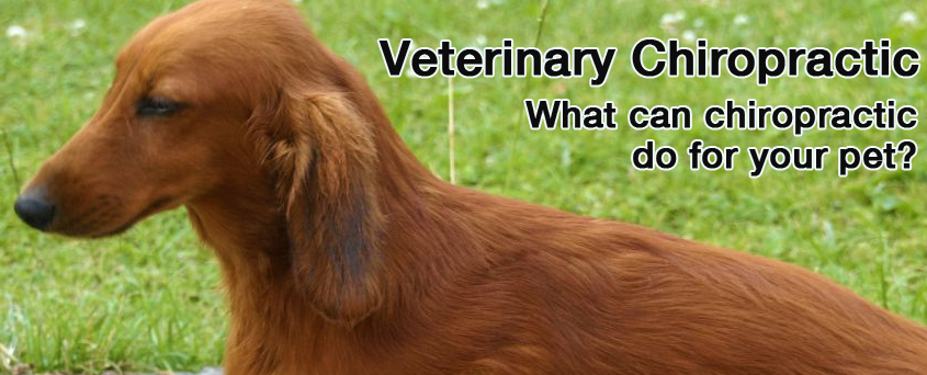 Veterinary Chiropractic,  Phoenix Rising Veterinary Care