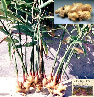 Ginger Root, Zingiber Officinale, Phoenix Rising Veterinary Care
