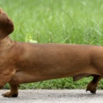 Chiropractic, Phoenix Rising Veterinary Care