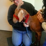 Phoenix Rising Veterinary Care, Goat