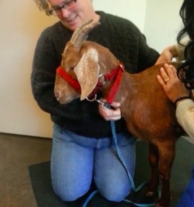 Phoenix Rising Veterinary Care, Goat