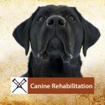 Canine-Rehab-Banner