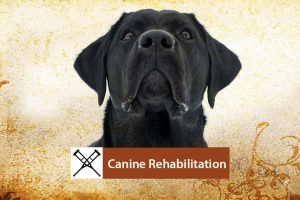 Canine-Rehab-Banner