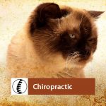Chiropractic