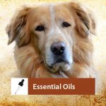 Essential Oil Therapy