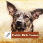 platelet-rich-plasma