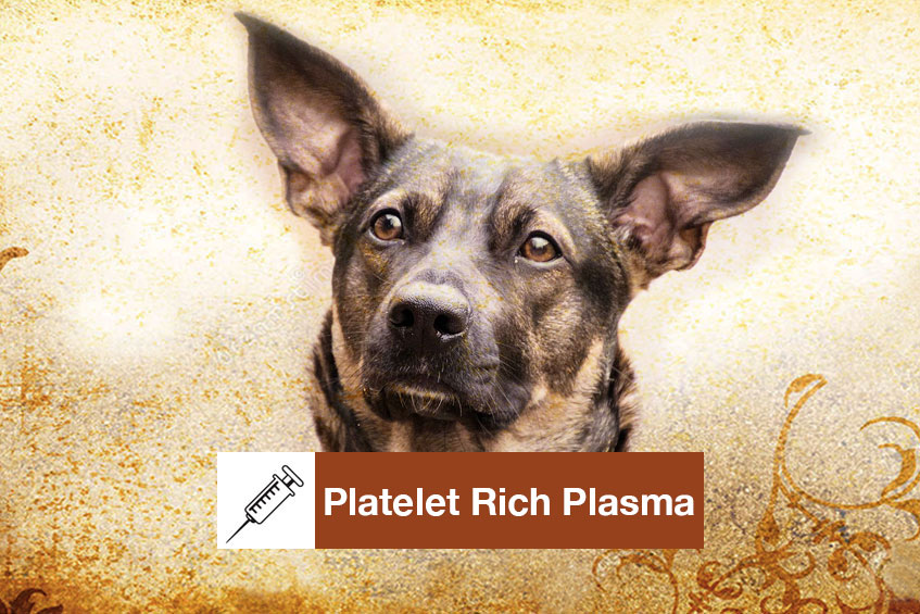 platelet-rich-plasma