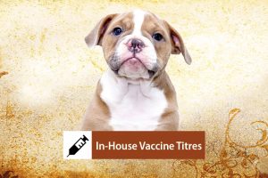 In-house Vaccine Titre Testing