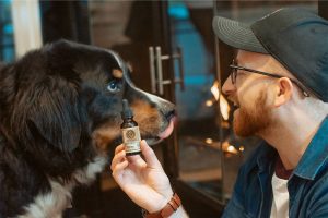 holistic vet