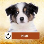 PEMF