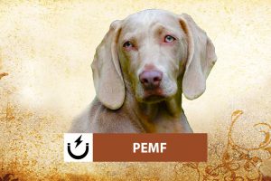 PEMF