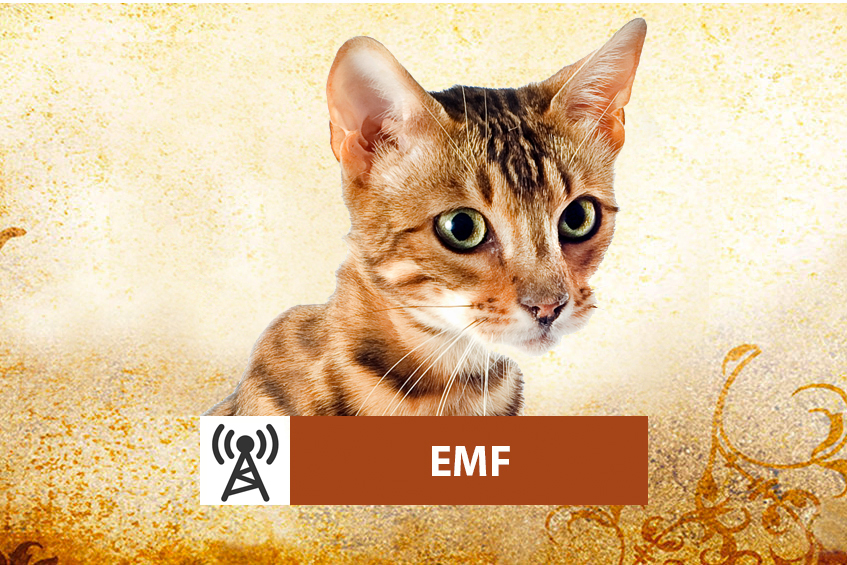 electromagnetic radiation (EMF)