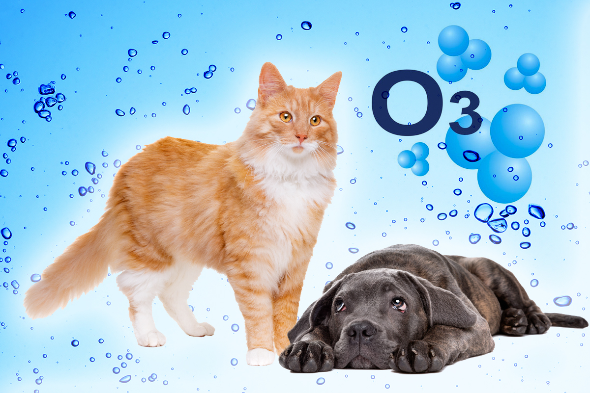 Ozone for cats and dogs