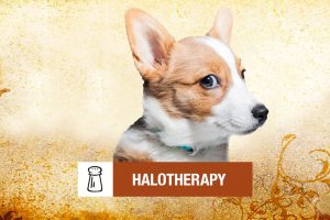 Halotherapy, Phoenix Rising Vet Care