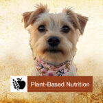 Plant-Based-Nutrition