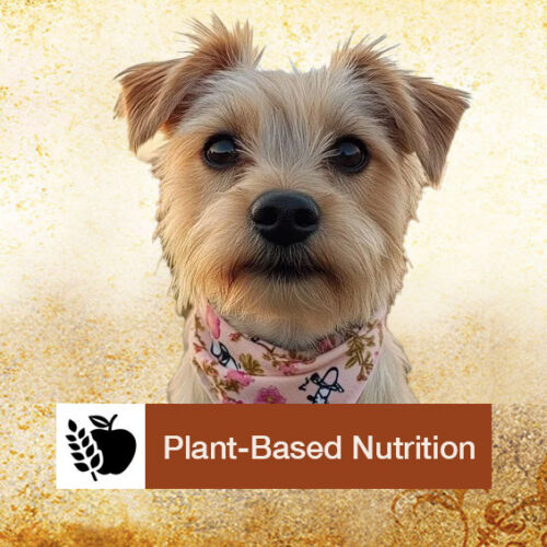 Plant-Based-Nutrition