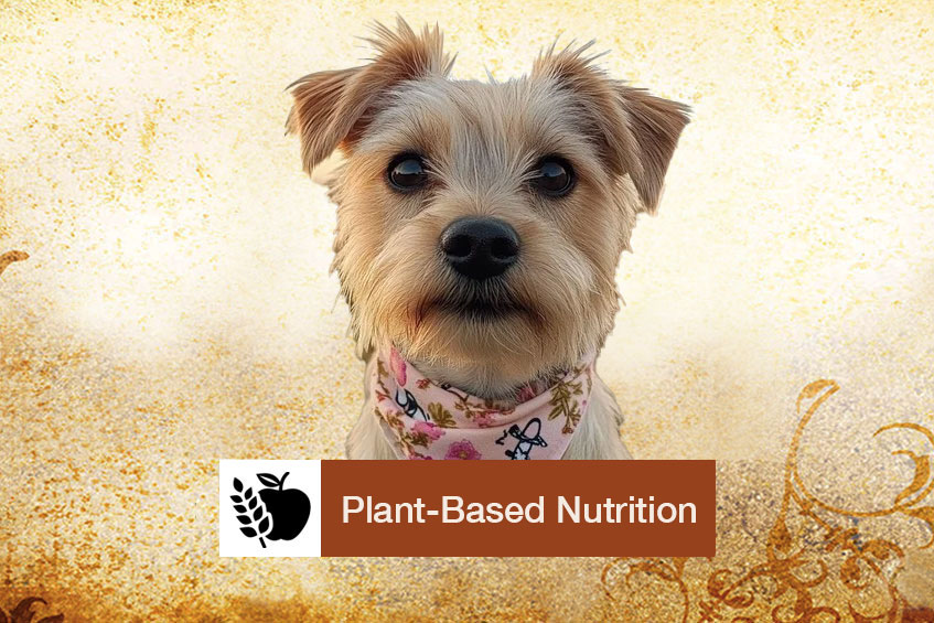 Plant-Based-Nutrition