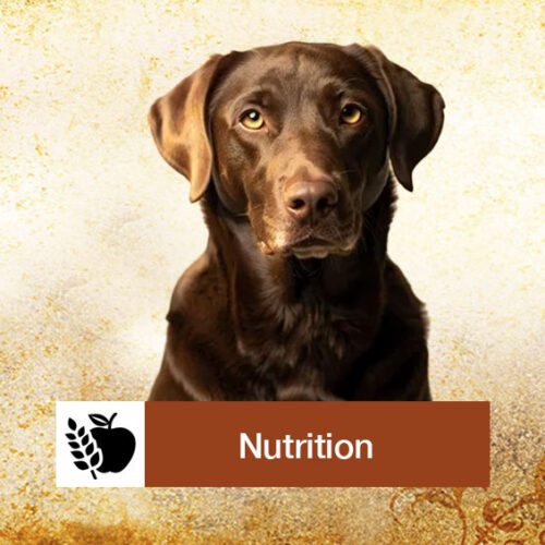 nutrition