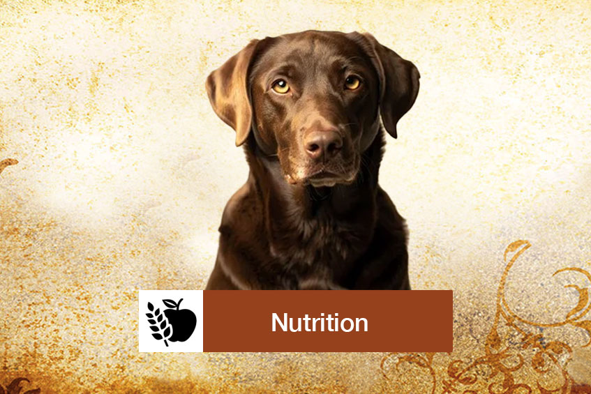 nutrition