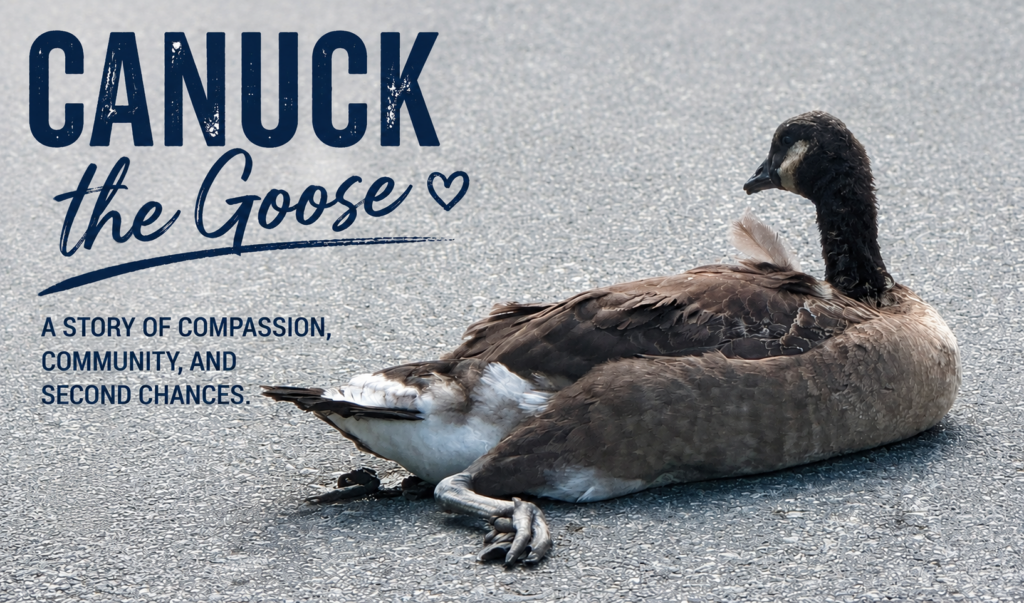 Canuck the goose banner