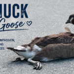 Canuck the goose banner